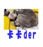 My Schnauzer IV（個別スタンプ：4）