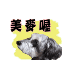 My Schnauzer IV（個別スタンプ：5）