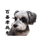 My Schnauzer IV（個別スタンプ：6）