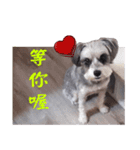 My Schnauzer IV（個別スタンプ：7）