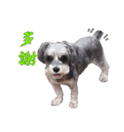 My Schnauzer IV（個別スタンプ：8）