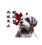 My Schnauzer IV（個別スタンプ：10）