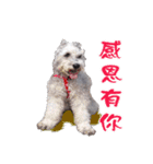 My Schnauzer IV（個別スタンプ：12）
