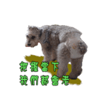My Schnauzer IV（個別スタンプ：13）