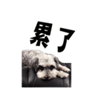 My Schnauzer IV（個別スタンプ：16）