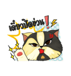 The munchkin cat " Kaminn"（個別スタンプ：25）