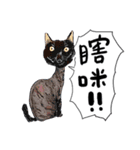 eh！cat！1（個別スタンプ：17）