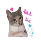 猫にゃ・にゃ・にゃ！（個別スタンプ：13）