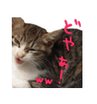 猫にゃ・にゃ・にゃ！（個別スタンプ：33）