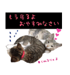 猫にゃ・にゃ・にゃ！（個別スタンプ：39）