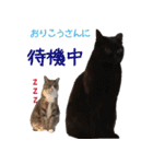 猫にゃ・にゃ・にゃ！（個別スタンプ：40）