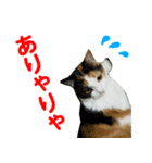 【ねこ】猫まみれ写真スタンプ ラムちゃん（個別スタンプ：2）