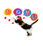 【ねこ】猫まみれ写真スタンプ ラムちゃん（個別スタンプ：3）
