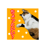 【ねこ】猫まみれ写真スタンプ ラムちゃん（個別スタンプ：4）