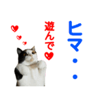 【ねこ】猫まみれ写真スタンプ ラムちゃん（個別スタンプ：6）