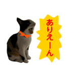 【ねこ】猫まみれ写真スタンプ ラムちゃん（個別スタンプ：7）