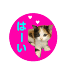 【ねこ】猫まみれ写真スタンプ ラムちゃん（個別スタンプ：8）