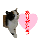 【ねこ】猫まみれ写真スタンプ ラムちゃん（個別スタンプ：9）