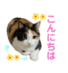 【ねこ】猫まみれ写真スタンプ ラムちゃん（個別スタンプ：11）