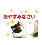 【ねこ】猫まみれ写真スタンプ ラムちゃん（個別スタンプ：13）