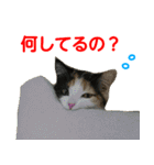 【ねこ】猫まみれ写真スタンプ ラムちゃん（個別スタンプ：14）