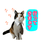 【ねこ】猫まみれ写真スタンプ ラムちゃん（個別スタンプ：16）