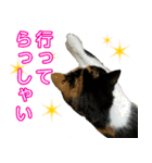 【ねこ】猫まみれ写真スタンプ ラムちゃん（個別スタンプ：17）