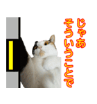 【ねこ】猫まみれ写真スタンプ ラムちゃん（個別スタンプ：18）