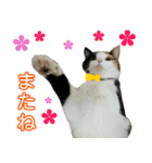【ねこ】猫まみれ写真スタンプ ラムちゃん（個別スタンプ：20）