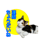【ねこ】猫まみれ写真スタンプ ラムちゃん（個別スタンプ：21）