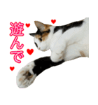 【ねこ】猫まみれ写真スタンプ ラムちゃん（個別スタンプ：22）