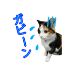 【ねこ】猫まみれ写真スタンプ ラムちゃん（個別スタンプ：23）