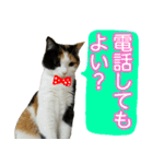 【ねこ】猫まみれ写真スタンプ ラムちゃん（個別スタンプ：24）