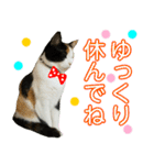 【ねこ】猫まみれ写真スタンプ ラムちゃん（個別スタンプ：28）