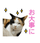 【ねこ】猫まみれ写真スタンプ ラムちゃん（個別スタンプ：29）