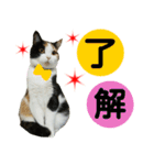 【ねこ】猫まみれ写真スタンプ ラムちゃん（個別スタンプ：30）