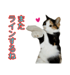 【ねこ】猫まみれ写真スタンプ ラムちゃん（個別スタンプ：31）