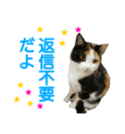 【ねこ】猫まみれ写真スタンプ ラムちゃん（個別スタンプ：35）