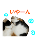 【ねこ】猫まみれ写真スタンプ ラムちゃん（個別スタンプ：36）