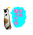 【ねこ】猫まみれ写真スタンプ ラムちゃん（個別スタンプ：37）