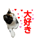 【ねこ】猫まみれ写真スタンプ ラムちゃん（個別スタンプ：38）