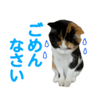 【ねこ】猫まみれ写真スタンプ ラムちゃん（個別スタンプ：39）