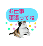 【ねこ】猫まみれ写真スタンプ ラムちゃん（個別スタンプ：40）