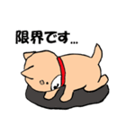 柴犬っぽい犬の日常（個別スタンプ：6）