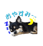 お遍路チワワ鼓太朗（個別スタンプ：2）