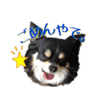 お遍路チワワ鼓太朗（個別スタンプ：3）