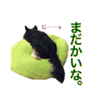 お遍路チワワ鼓太朗（個別スタンプ：4）