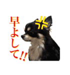 お遍路チワワ鼓太朗（個別スタンプ：6）