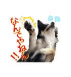 お遍路チワワ鼓太朗（個別スタンプ：7）