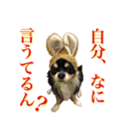 お遍路チワワ鼓太朗（個別スタンプ：9）